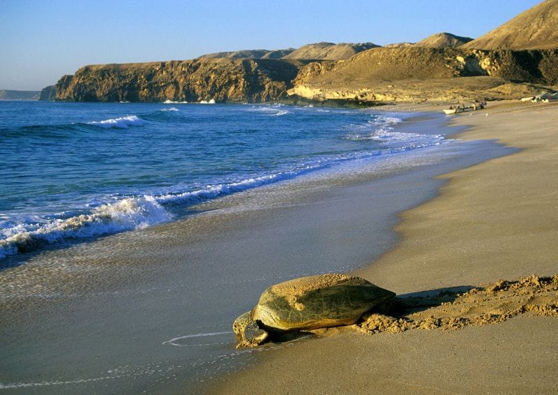 Image: /sites/550f41b67b06815a31068516/assets/573772124c193e6cd22d08d6/Ras_al_Hadd_Oman.jpg