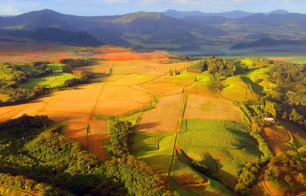 mauritius_tea_plantations... undefined